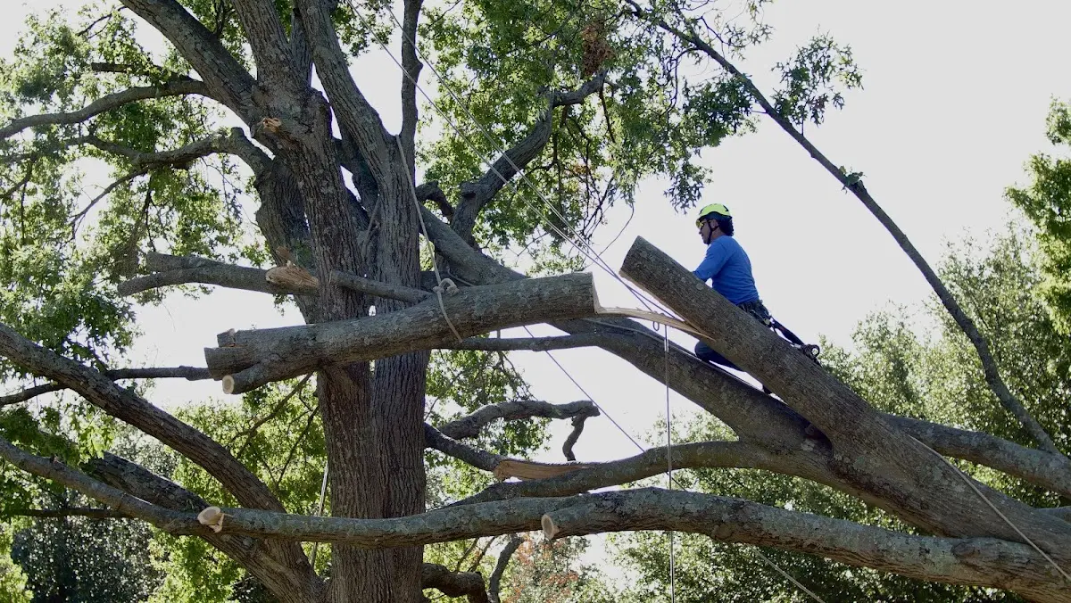 Professional Crown Thinning performed by certified arborists in Pledger