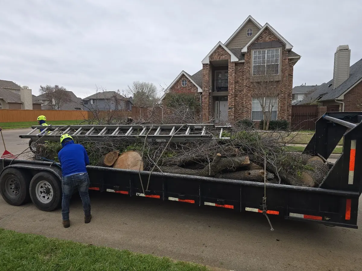 Expert Tree Removal with proper safety equipment in Pledger